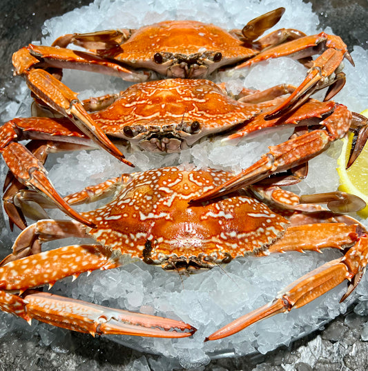 Sand Crabs Cooked each