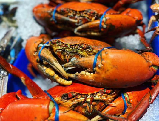 Mud Crab Cooked up to 800gm - 900gm each