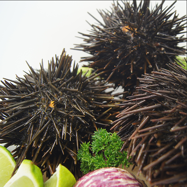 Sea Urchin Uni pack