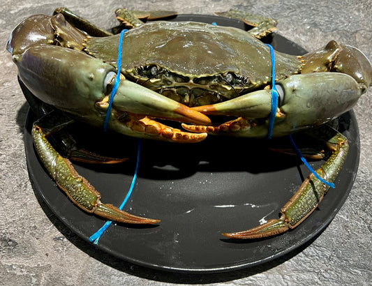 Mud Crabs Live 800gm - 900gm each