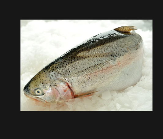 Fresh Whole Rainbow Trout, 500gm plus each.