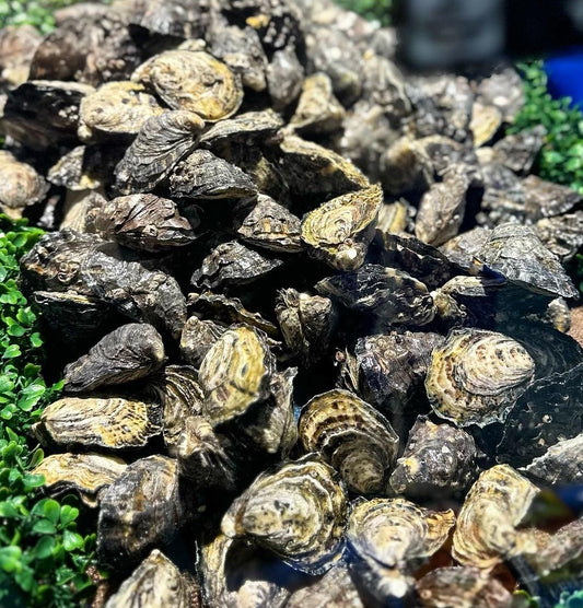 oysters unshucked per dozen